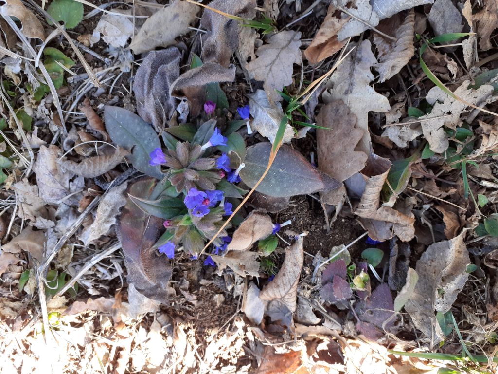 Di che si tratta?  Pulmonaria sp. (Boraginaceae)